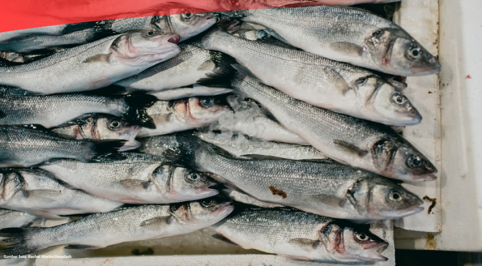 Angka Konsumsi Ikan Indonesia Sebesar 55,37 Kg/Kapita pada 2021