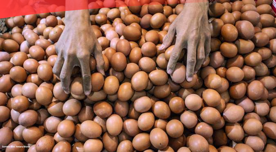 Harga Telur Terus Naik Dipicu Mahalnya Pakan Ayam