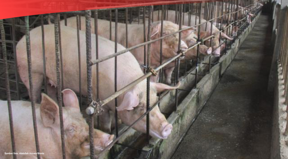 Indonesia Produksi Daging Babi Sebanyak 323.670 Ton pada 2021