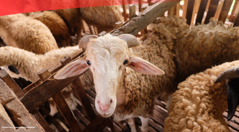 Produksi Daging Domba Sebanyak 55,86 Ribu Ton pada 2021