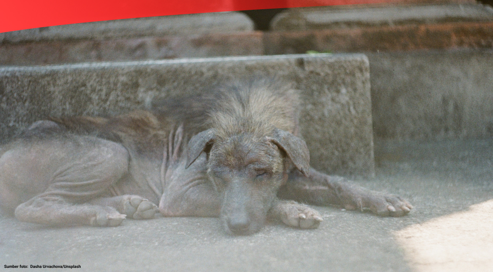 Kemenkes Catat Lonjakan Kasus Rabies di Indonesia sejak 2022