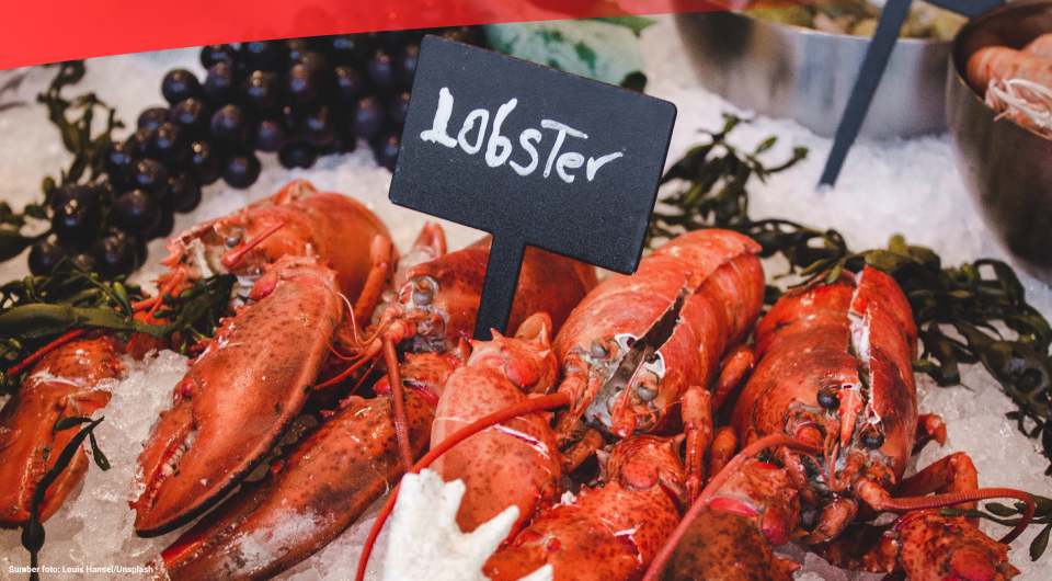 Maluku Jadi Penghasil Lobster Terbesar di Indonesia pada 2021