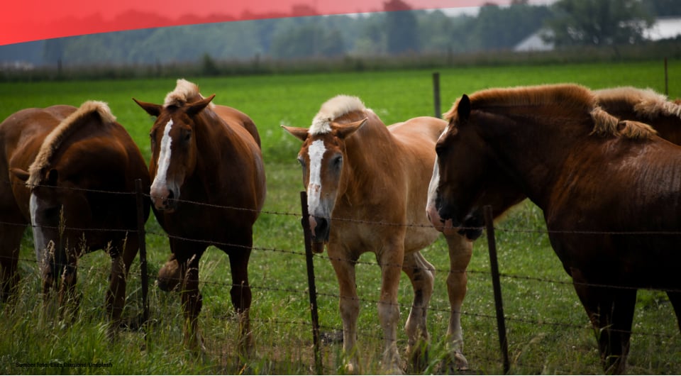 Populasi Kuda di Indonesia Sebanyak 401.328 Ekor pada 2021
