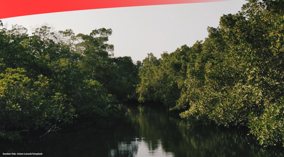 Luas Mangrove di Indonesia Capai 3,36 Juta Hektare pada 2021